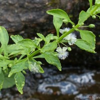 Scoparia dulcis L.
